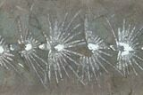 Fossil Horsetail (Asterophyllites) Nodule - Mazon Creek #134867-1